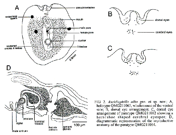 Ascidiophilla alba