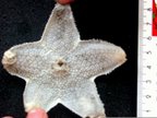 Hymenaster crucifer Hymenaster crucifer