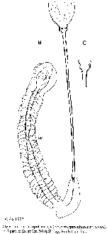 Vejdovskya parapellucida