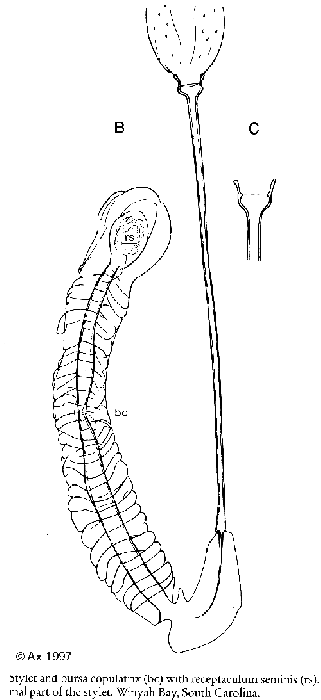 Vejdovskya parapellucida