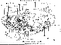 Acoelomorpha (acoelomorphs)