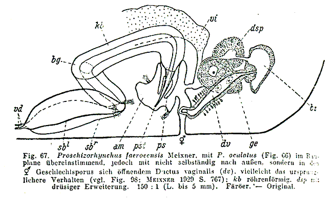 Proschizorhynchus faeroeensis