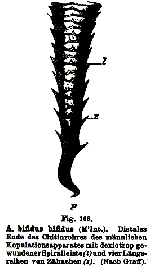Astrotorhynchus bifidus bifidus