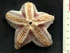 Hymenaster crucifer Hymenaster crucifer