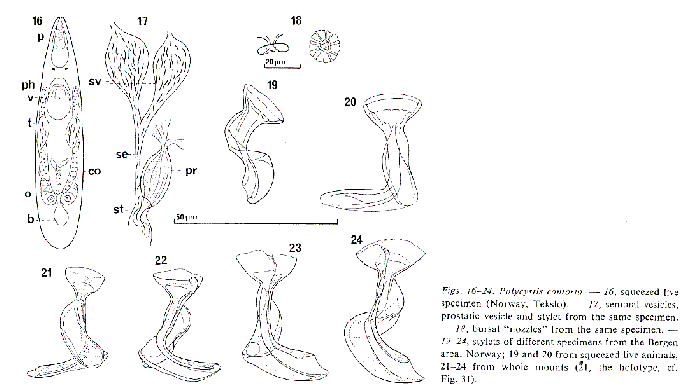 Polycystis contorta