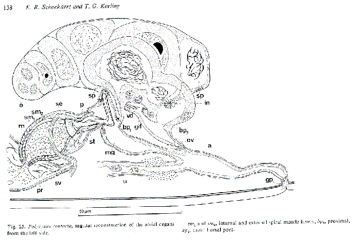 Polycystis contorta