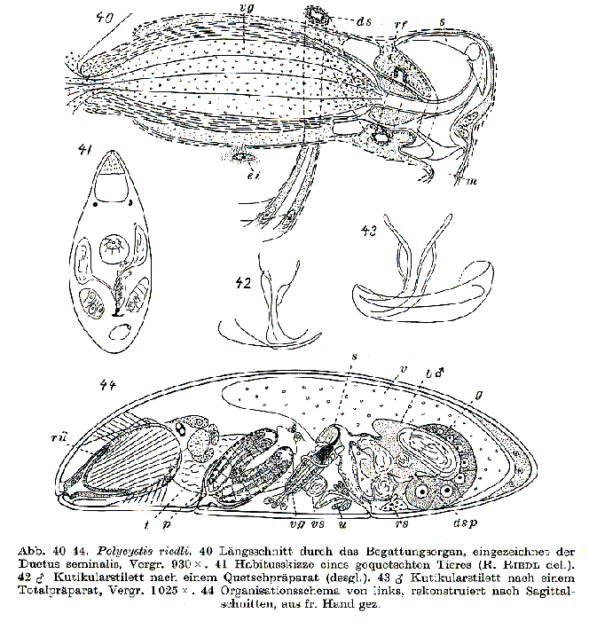 Polycystis riedli