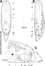 Haplogonaria stradbrokensis