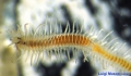 Polychaeta (bristle worms)