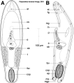 Acoelomorpha (acoelomorphs)