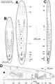 Acoelomorpha (acoelomorphs)