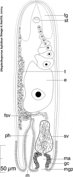 Diopisthoporus lofolitis