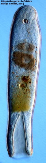 Diopisthoporus lofolitis
