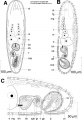 Acoelomorpha (acoelomorphs)