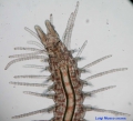 Polychaeta (bristle worms)