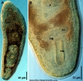 Acoelomorpha (acoelomorphs)