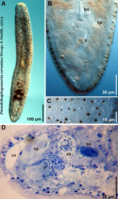 Pseudohaplogonaria cerasina