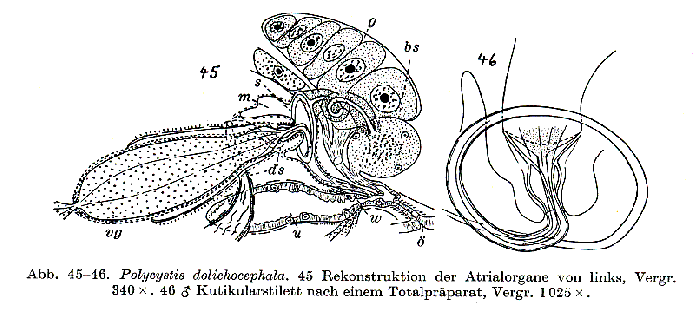 Polycystis dolichocephala