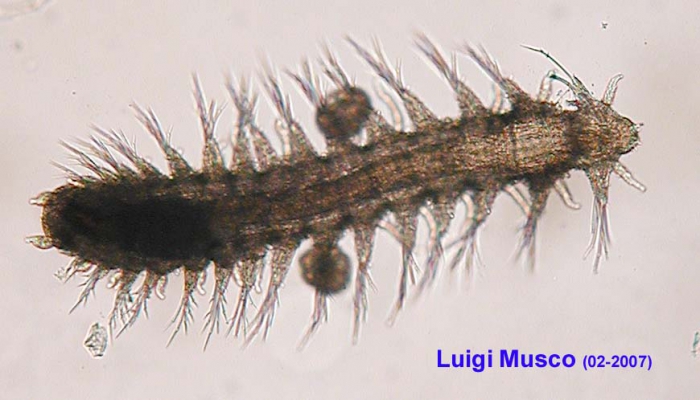 Female carring eggs Female carring eggs