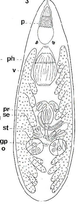 Polycystis groenlandica