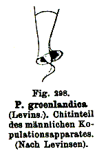 Polycystis groenlandica