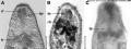 Platyhelminthes (flatworms)