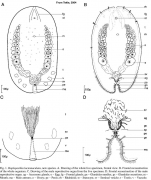 Haploposthia lactomaculata