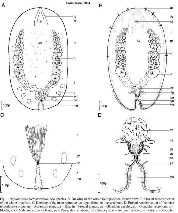 Haploposthia lactomaculata
