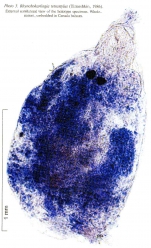 Rhynchokarlingia tetrastylus