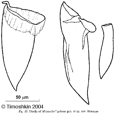 Mityuscha galinae