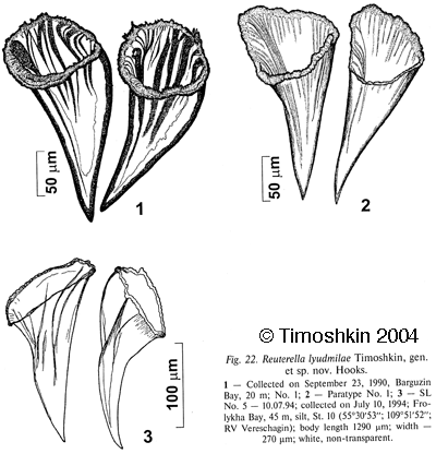 Mariareuterella lyudmilae