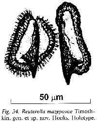 Mariareuterella mazepovae