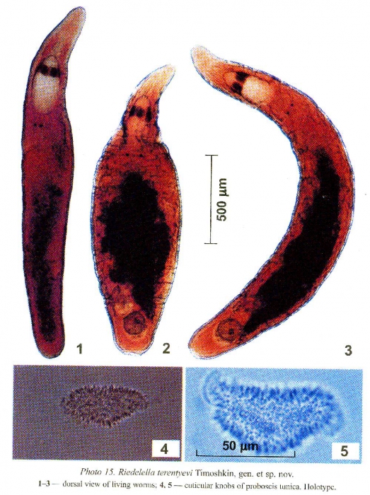 Riedelella terentyevi