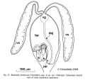 Platyhelminthes (flatworms)