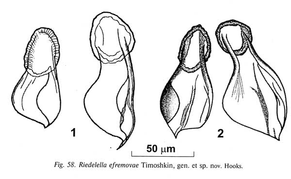 Riedelella efremovae