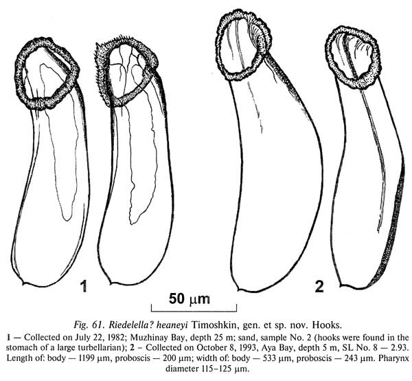 Riedelella heaneyi