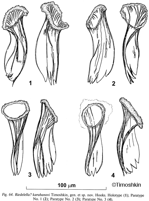 Riedelella krstanovskii