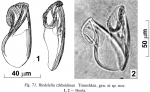 Riedelella izhboldinae