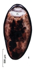 JPG file