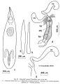 Platyhelminthes (flatworms)