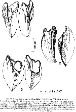 Linella macrorhynchus