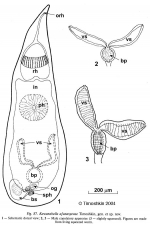 Kawanabella afanasyevae