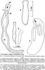Prorhynchus baikalensis