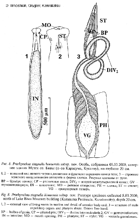 Prorhynchus stagnalis biwaensis