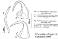 Platyhelminthes (flatworms)