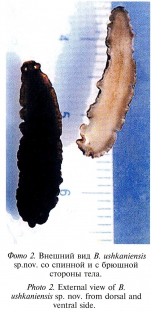 Bdellocephala ushkaniensis