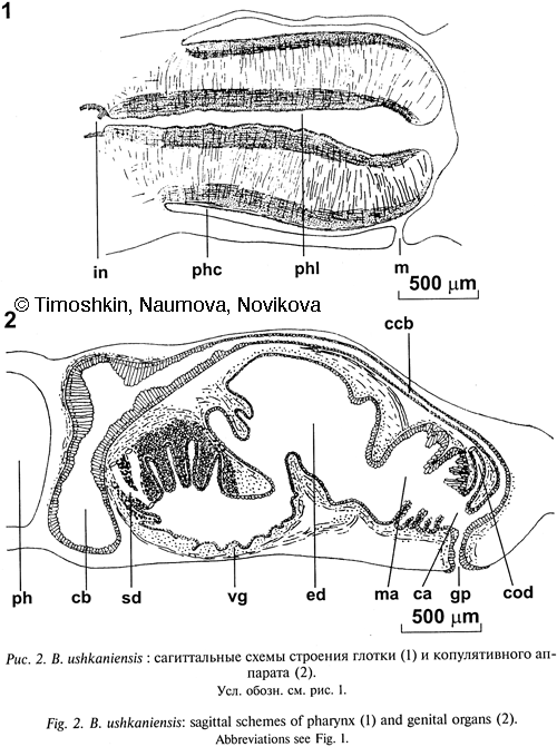 Bdellocephala ushkaniensis