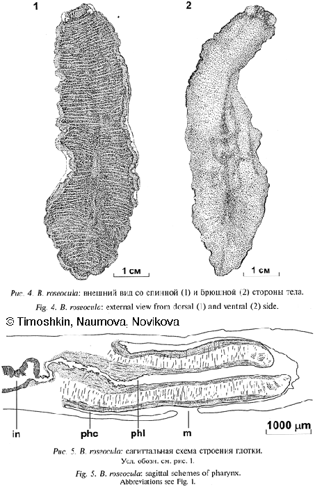 Bdellocephala roseocula