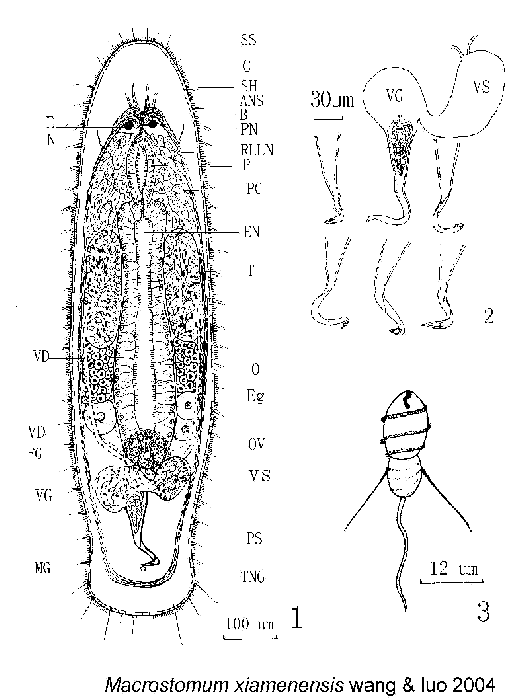 Macrostomum xiamensis