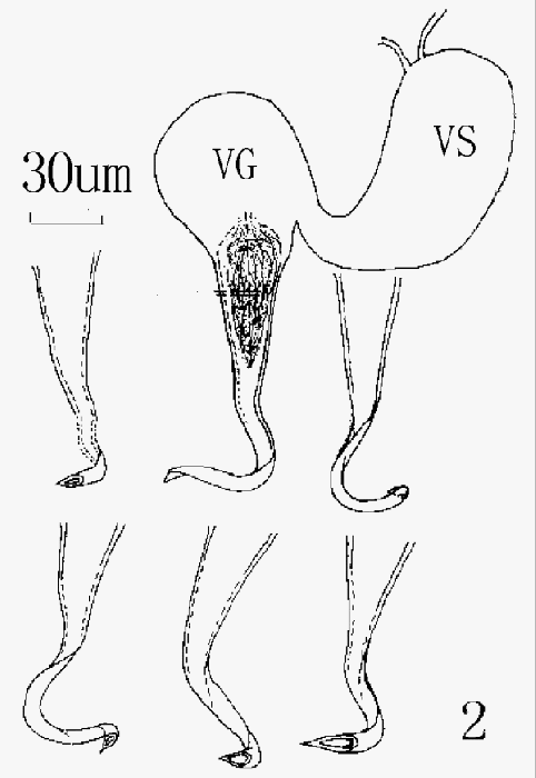 Macrostomum xiamensis